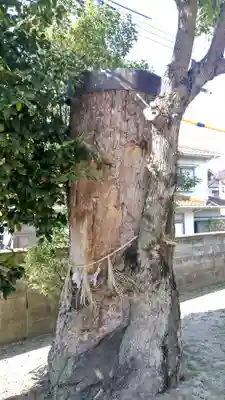熊野神社の自然