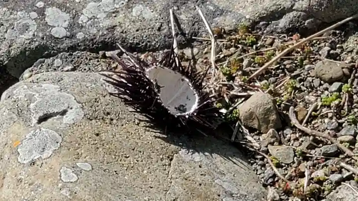 宗像大社沖津宮遥拝所の動物