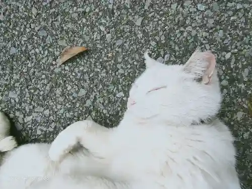 唐澤山神社の動物