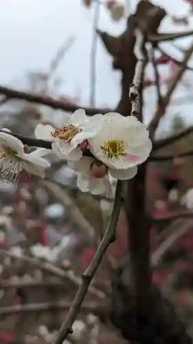 北野天満宮(京都府)