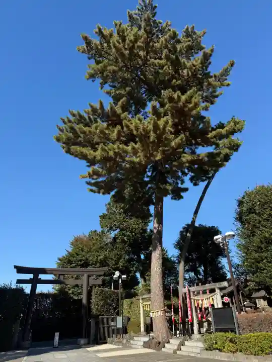 中野沼袋氷川神社の{uncategorized: "未分類", other: "その他", undefined: "問題あり", building: "その他建物", grave: "お墓", sacred_gate: "鳥居", guardian: "狛犬", statue: "像", buddha: "仏像", history: "歴史", nature: "自然", garden: "庭園", animal: "動物", pagoda: "塔", temizu: "手水舎", mountain_gate: "山門・神門", sanctuary: "本殿・本堂", subordinate: "末社・摂社", art: "芸術", scenery: "景色", jizo: "地蔵", ema: "絵馬", goshuin: "御朱印", omikuji: "おみくじ", items: "授与品その他", amulet: "お守り", goshuincho: "御朱印帳", eats: "食事", festival: "お祭り", votive_dance: "神楽", shichigosan: "七五三参", wedding: "結婚式", experience: "体験その他", initially: "初詣", around: "周辺", anti_infection: "感染症対策"}