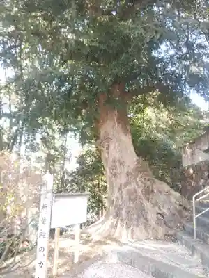 無量院（蓮華寺）(栃木県)