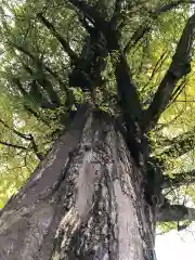 秩父神社の自然