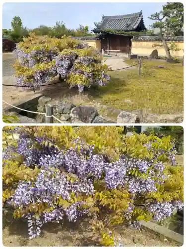 叡福寺の{uncategorized: "未分類", other: "その他", undefined: "問題あり", building: "その他建物", grave: "お墓", sacred_gate: "鳥居", guardian: "狛犬", statue: "像", buddha: "仏像", history: "歴史", nature: "自然", garden: "庭園", animal: "動物", pagoda: "塔", temizu: "手水舎", mountain_gate: "山門・神門", sanctuary: "本殿・本堂", subordinate: "末社・摂社", art: "芸術", scenery: "景色", jizo: "地蔵", ema: "絵馬", goshuin: "御朱印", omikuji: "おみくじ", items: "授与品その他", amulet: "お守り", goshuincho: "御朱印帳", eats: "食事", festival: "お祭り", votive_dance: "神楽", shichigosan: "七五三参", wedding: "結婚式", experience: "体験その他", initially: "初詣", around: "周辺", anti_infection: "感染症対策"}