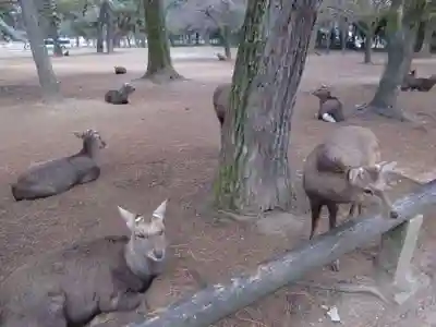 興福寺 中金堂(奈良県)