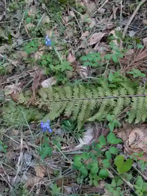 函館八幡宮の{uncategorized: "未分類", other: "その他", undefined: "問題あり", building: "その他建物", grave: "お墓", sacred_gate: "鳥居", guardian: "狛犬", statue: "像", buddha: "仏像", history: "歴史", nature: "自然", garden: "庭園", animal: "動物", pagoda: "塔", temizu: "手水舎", mountain_gate: "山門・神門", sanctuary: "本殿・本堂", subordinate: "末社・摂社", art: "芸術", scenery: "景色", jizo: "地蔵", ema: "絵馬", goshuin: "御朱印", omikuji: "おみくじ", items: "授与品その他", amulet: "お守り", goshuincho: "御朱印帳", eats: "食事", festival: "お祭り", votive_dance: "神楽", shichigosan: "七五三参", wedding: "結婚式", experience: "体験その他", initially: "初詣", around: "周辺", anti_infection: "感染症対策"}
