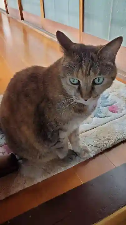 厳島神社の動物