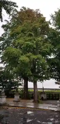 中川氷川神社の自然