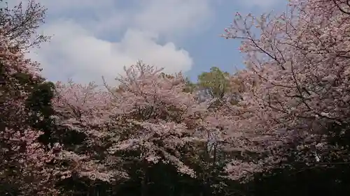 櫻木神社の自然