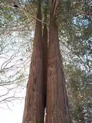 北海道神宮の自然