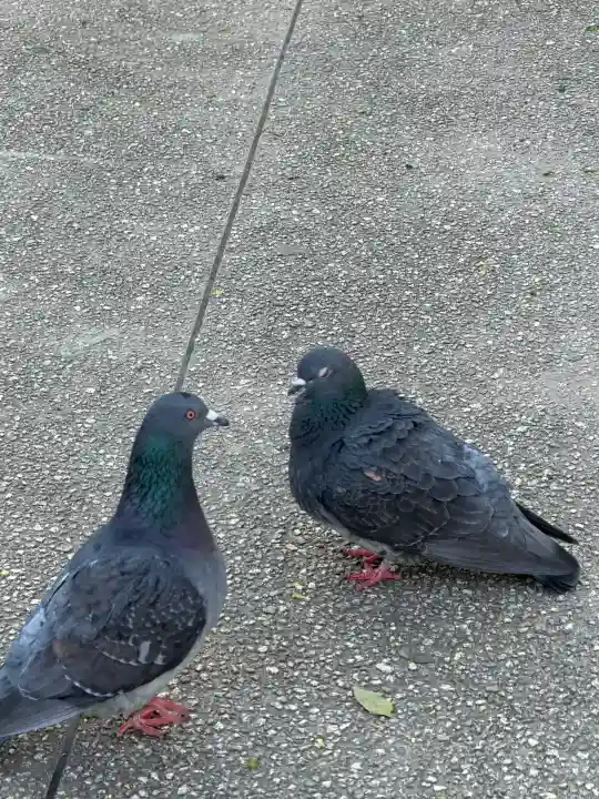 川崎大師(平間寺)の{uncategorized: "未分類", other: "その他", undefined: "問題あり", building: "その他建物", grave: "お墓", sacred_gate: "鳥居", guardian: "狛犬", statue: "像", buddha: "仏像", history: "歴史", nature: "自然", garden: "庭園", animal: "動物", pagoda: "塔", temizu: "手水舎", mountain_gate: "山門・神門", sanctuary: "本殿・本堂", subordinate: "末社・摂社", art: "芸術", scenery: "景色", jizo: "地蔵", ema: "絵馬", goshuin: "御朱印", omikuji: "おみくじ", items: "授与品その他", amulet: "お守り", goshuincho: "御朱印帳", eats: "食事", festival: "お祭り", votive_dance: "神楽", shichigosan: "七五三参", wedding: "結婚式", experience: "体験その他", initially: "初詣", around: "周辺", anti_infection: "感染症対策"}