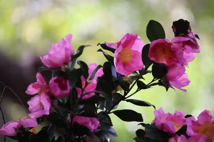 愛宕神社の自然