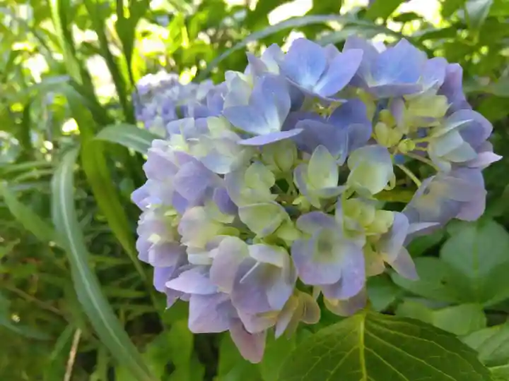 大安禅寺(福井県)