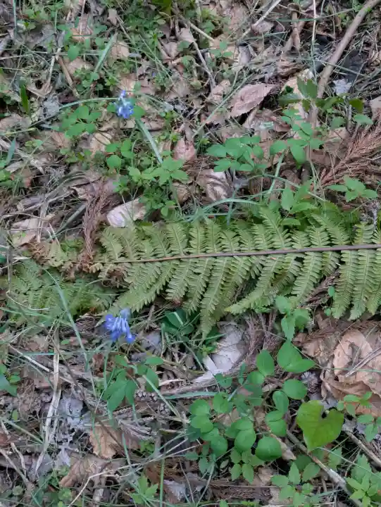 函館八幡宮の自然