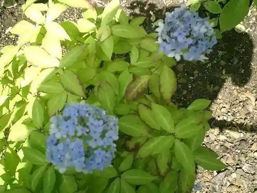 御霊神社の自然