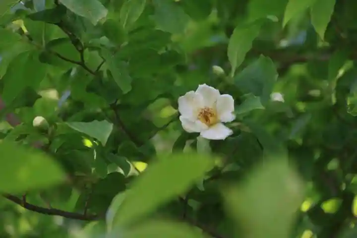 高屋敷稲荷神社の庭園
