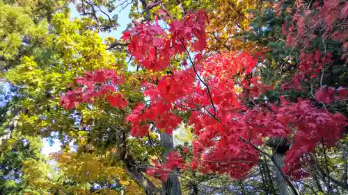 開拓神社の自然