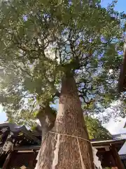 晴明神社の自然