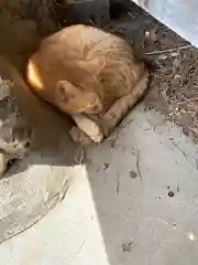 唐澤山神社の動物