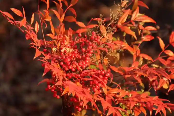 阿久津「田村神社」(郡山市阿久津町)旧社名:伊豆箱根三嶋三社の庭園