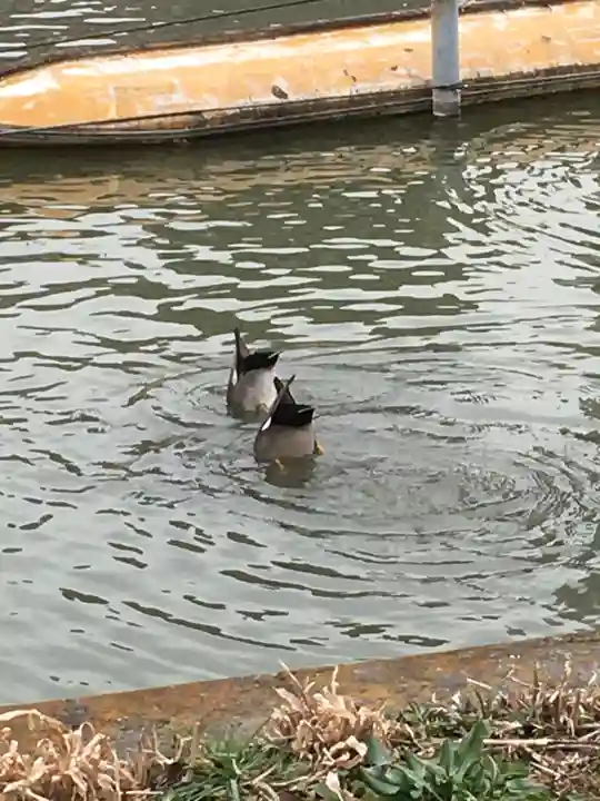 寛永寺不忍池弁天堂の動物