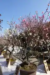 菅原天満宮（菅原神社）(奈良県)