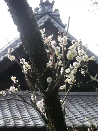 浄光明寺の自然