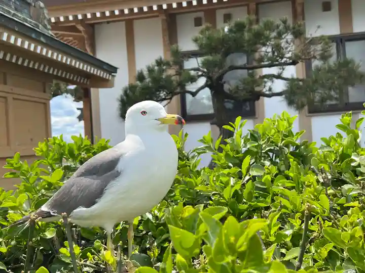 蕪嶋神社の動物