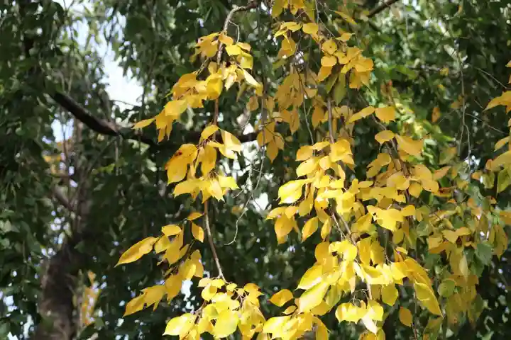 開成山大神宮の自然