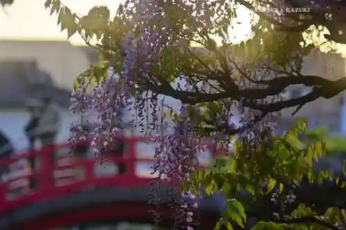 亀戸天神社(東京都)