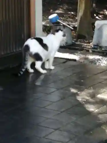 間々田八幡宮の動物