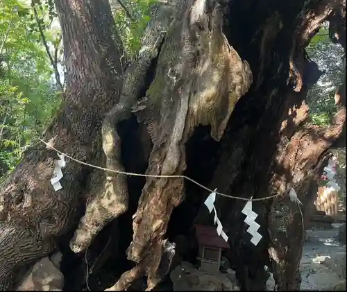 來宮神社(静岡県)