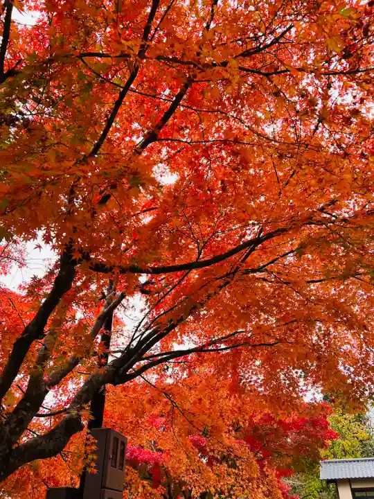 黒石寺(岩手県)