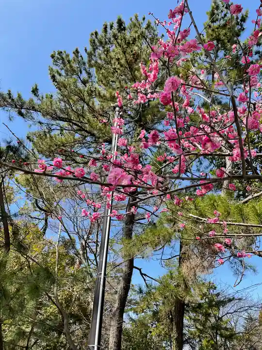 長浜八幡宮の自然