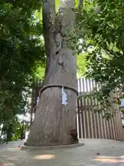 鎮守氷川神社の自然