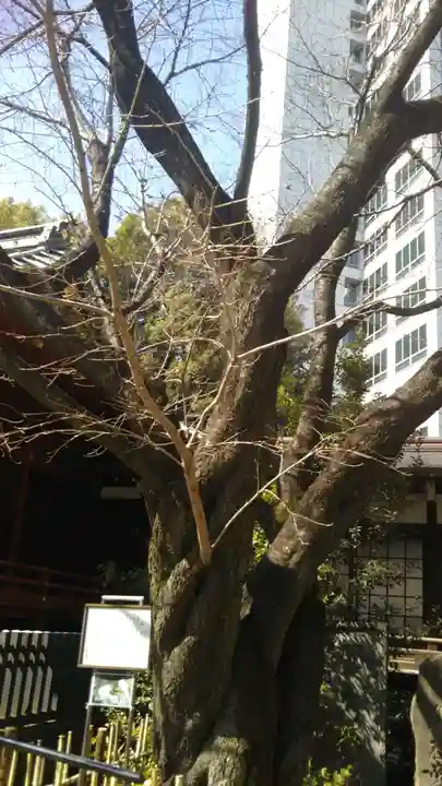 金王八幡宮の自然