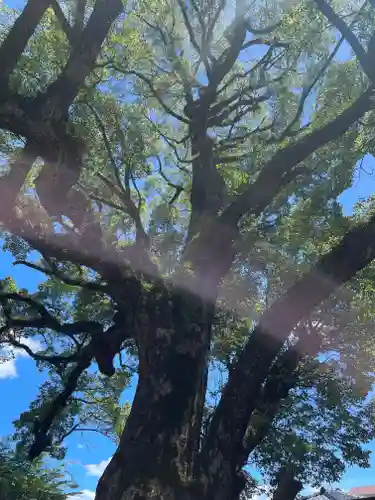 鹿児島神社(鹿児島県)