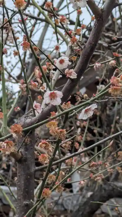 興聖寺(京都府)