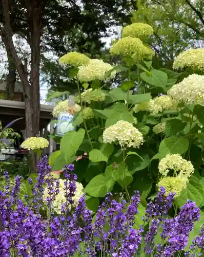 新琴似神社の自然