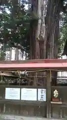 鹿嶋三嶋神社の自然