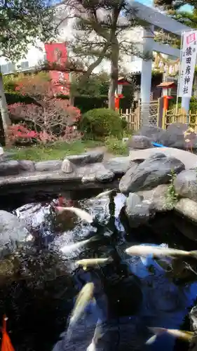 尾張猿田彦神社の動物
