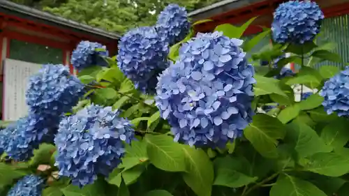 出石神社の自然