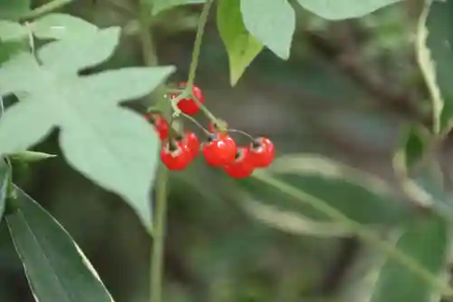 安積國造神社の自然