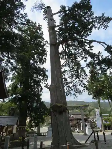 飛騨一宮水無神社の自然