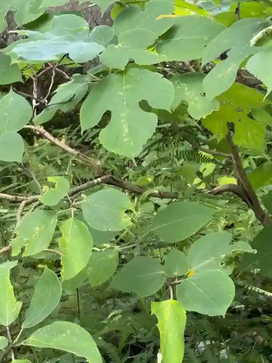 諏訪大社上社前宮(長野県)