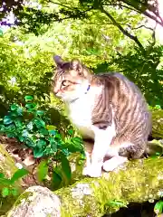 椎尾山薬王院の動物