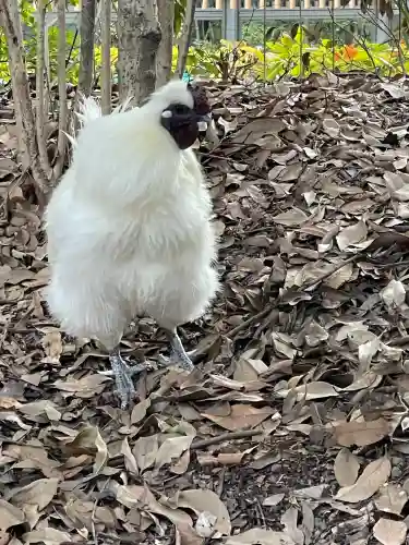 熱田神宮の{uncategorized: "未分類", other: "その他", undefined: "問題あり", building: "その他建物", grave: "お墓", sacred_gate: "鳥居", guardian: "狛犬", statue: "像", buddha: "仏像", history: "歴史", nature: "自然", garden: "庭園", animal: "動物", pagoda: "塔", temizu: "手水舎", mountain_gate: "山門・神門", sanctuary: "本殿・本堂", subordinate: "末社・摂社", art: "芸術", scenery: "景色", jizo: "地蔵", ema: "絵馬", goshuin: "御朱印", omikuji: "おみくじ", items: "授与品その他", amulet: "お守り", goshuincho: "御朱印帳", eats: "食事", festival: "お祭り", votive_dance: "神楽", shichigosan: "七五三参", wedding: "結婚式", experience: "体験その他", initially: "初詣", around: "周辺", anti_infection: "感染症対策"}