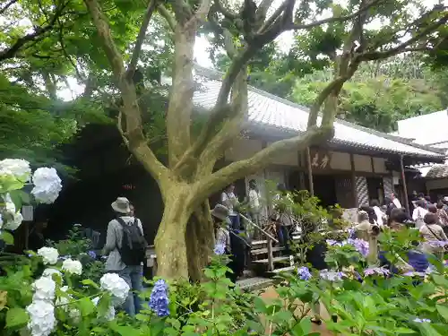 明月院の本殿・本堂