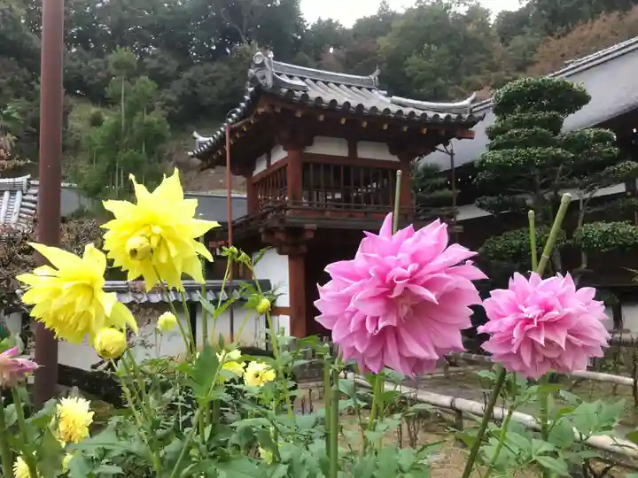 岡寺(龍蓋寺)(奈良県)