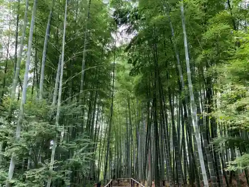高台寺（高台寿聖禅寺・高臺寺）の自然